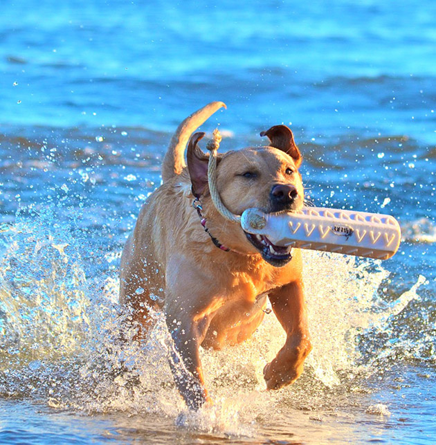 Best Dog Friendly Activities in the Grand Haven Area - Grand Haven