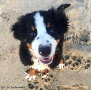 http://visitgrandhaven.com/wp-content/uploads/2022/06/@scout.the_.berner-300x298.jpg