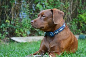 Lincoln - Photo Credit: Ben Kaluski