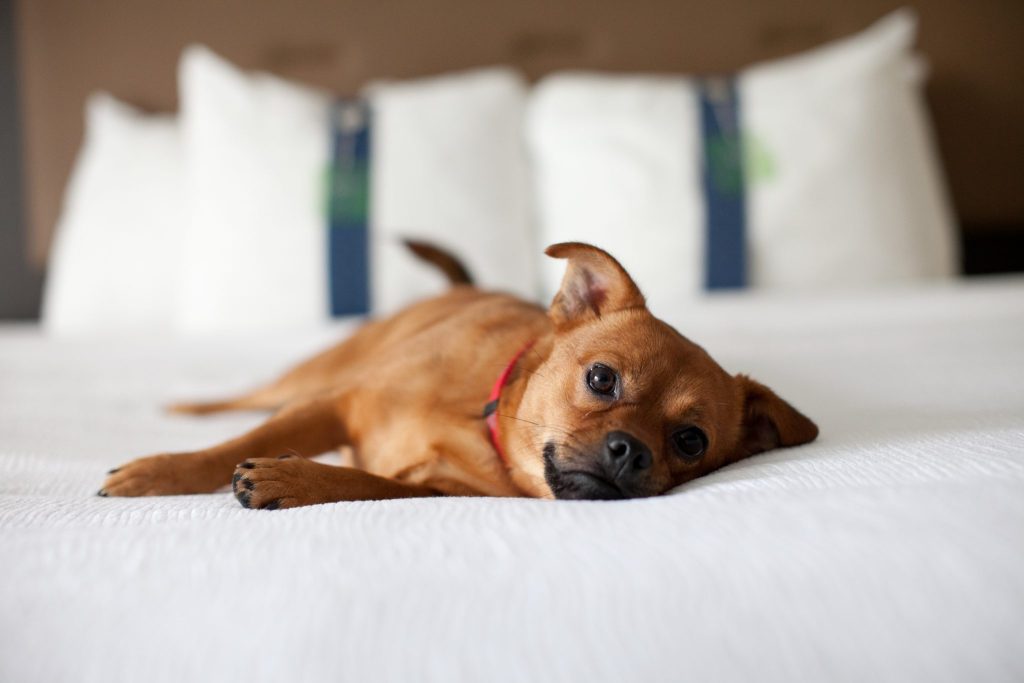 Best Dog Friendly Activities In The Grand Haven Area Grand Haven Best Dog Friendly Activities In The Grand Haven Area Grand Haven
