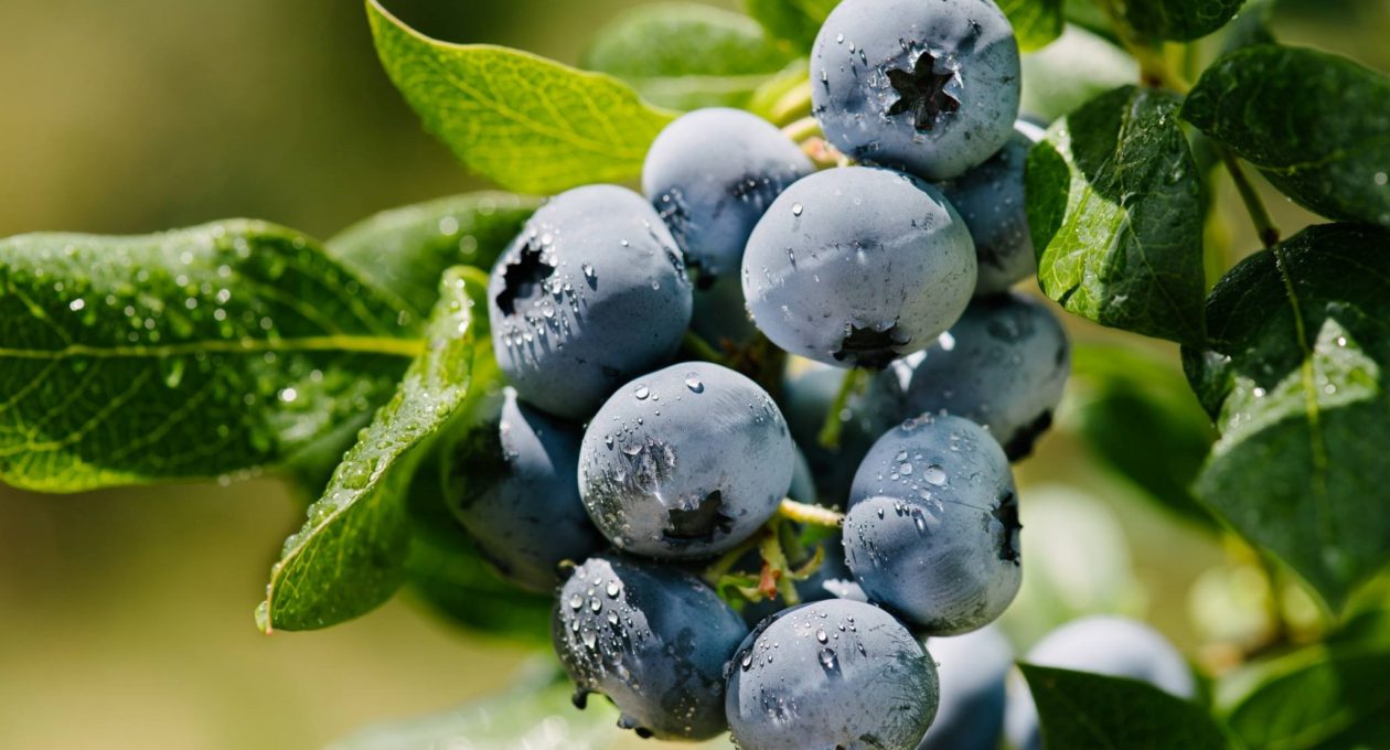 Blueberry Picking on the North Shore